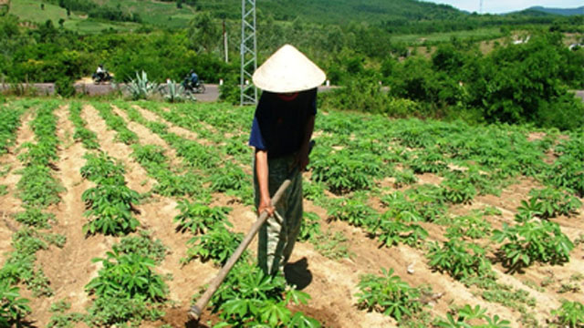 Bón phân kết hợp làm cỏ,vun gốc cho cây sắn